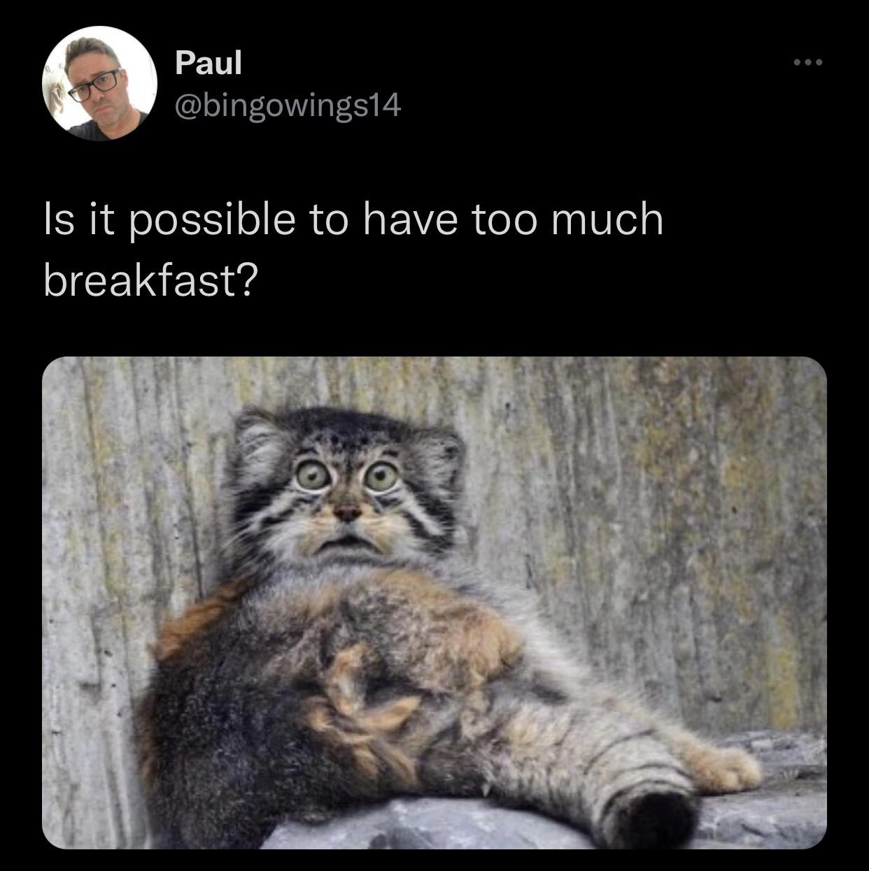 fresh memes - Pallas's cat - Paul Is it possible to have too much breakfast?