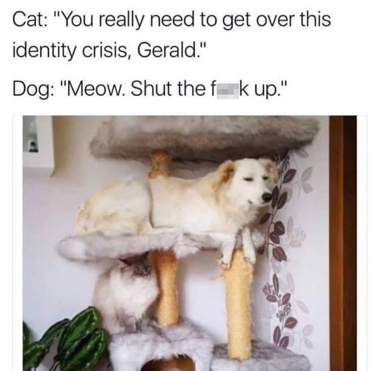 fresh memes - dog thinks he's a cat - Cat "You really need to get over this identity crisis, Gerald." Dog "Meow. Shut the f k up."