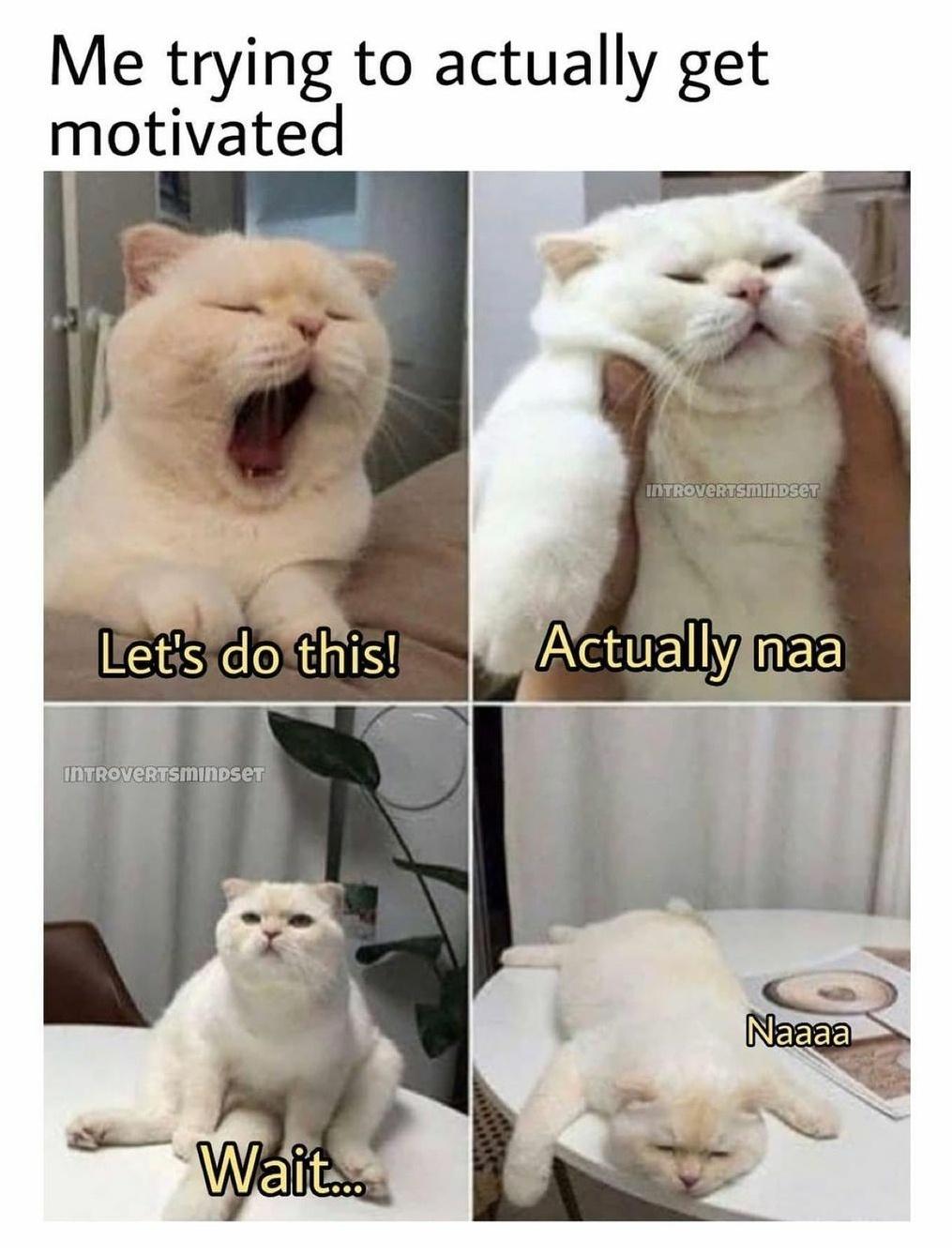 fresh memes - cat is my spirit animal - Me trying to actually get motivated INTROVERusmindset Let's do this! Actually naa INTROVERusmindset Naaaa Wait...