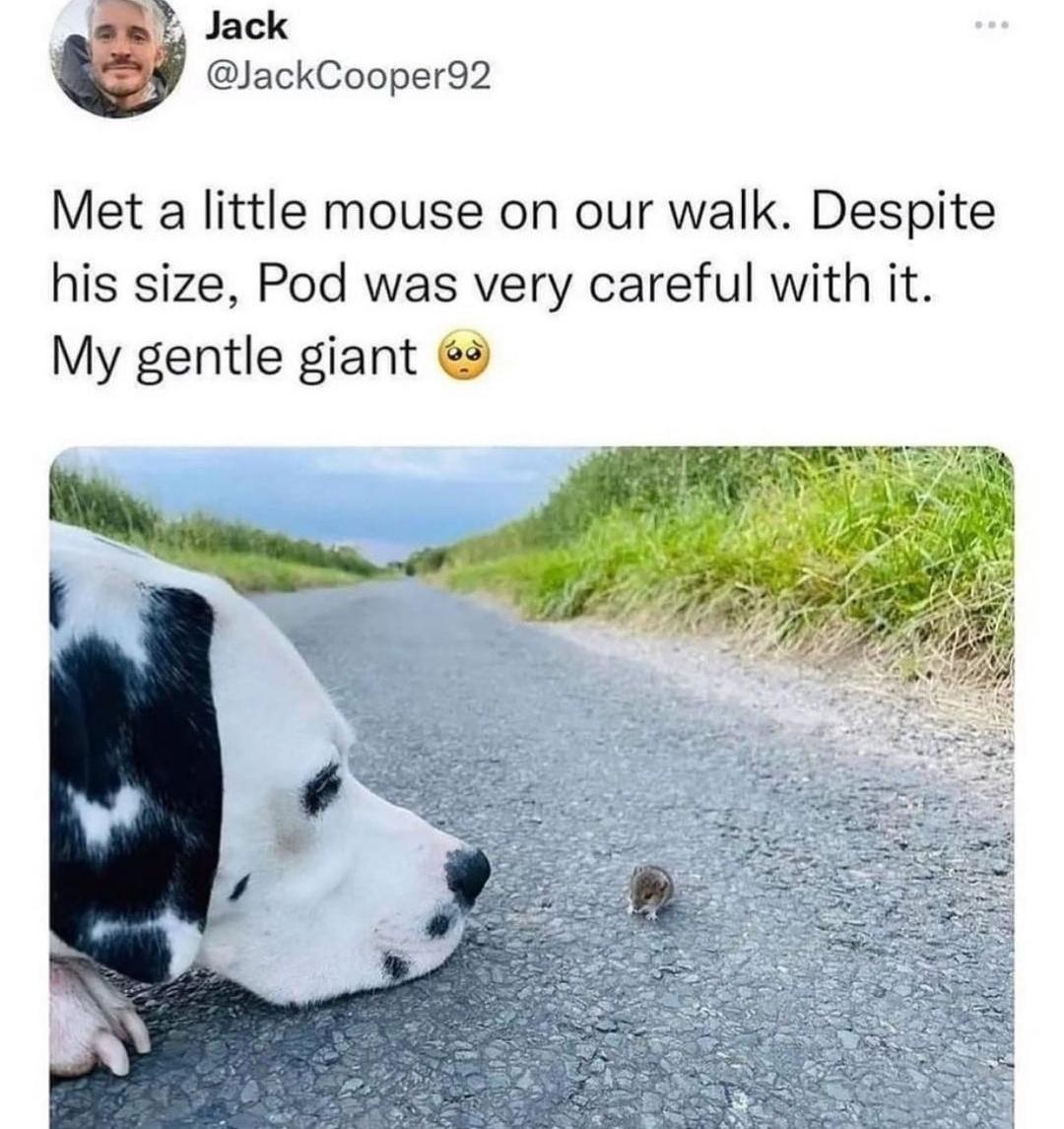 funny memes - met a little mouse on our walk despite his size pod was very careful with it my gentle giant - Jack Met a little mouse on our walk. Despite his size, Pod was very careful with it. My gentle giant