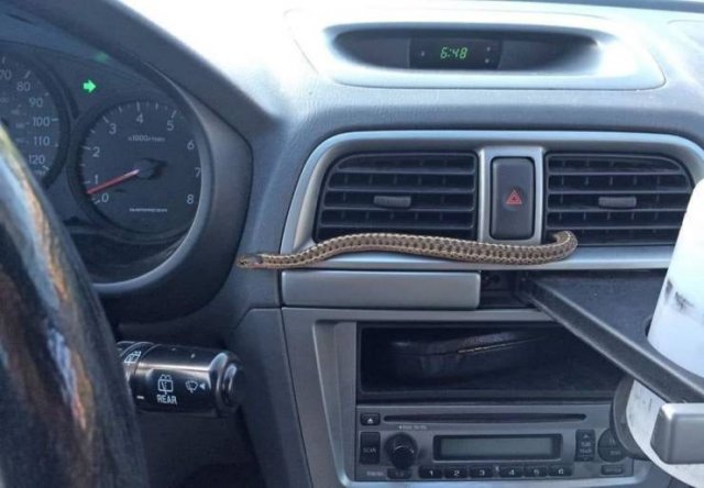 snake in car ac vent - 80 90 100 110 120 8