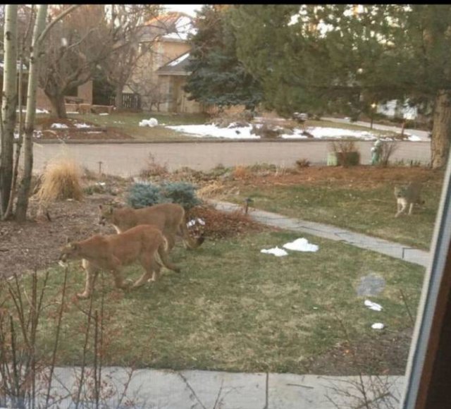 mountain lions in boulder