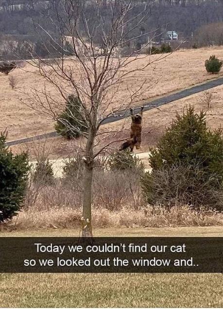 fresh memes - funny memes - L Today we couldn't find our cat so we looked out the window and..