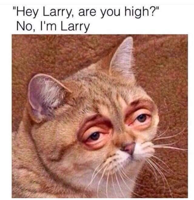fresh memes - funny memes - stare cat - "Hey Larry, are you high?" No, I'm Larry