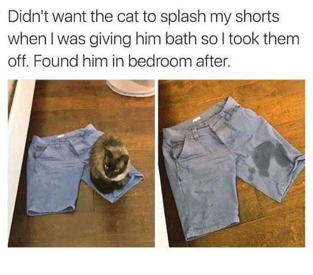 outsmart memes - Didn't want the cat to splash my shorts when I was giving him bath so I took them off. Found him in bedroom after.