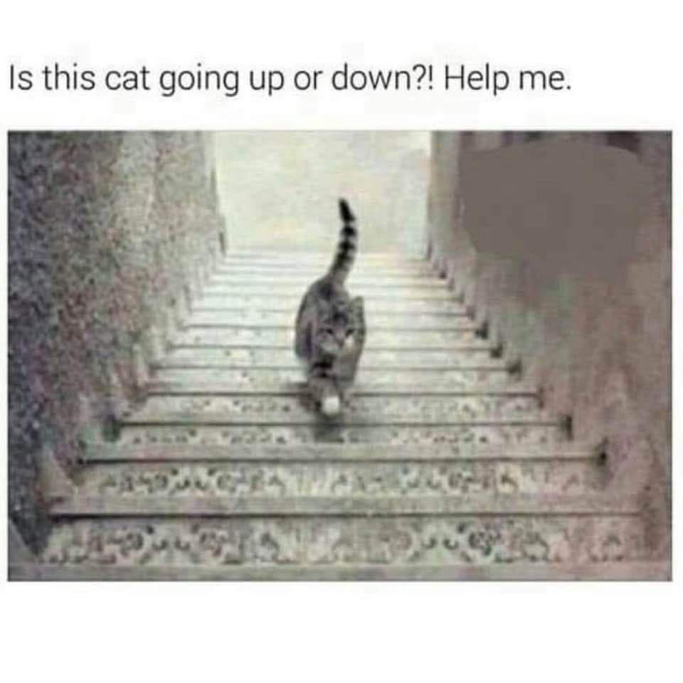 optical illusion cat going up or down stairs - Is this cat going up or down?! Help me.