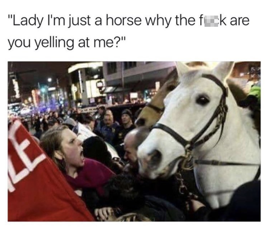 lady im just a horse - "Lady I'm just a horse why the fuck are you yelling at me?"