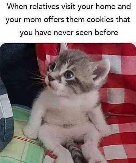 kitten sitting like human - When relatives visit your home and your mom offers them cookies that you have never seen before