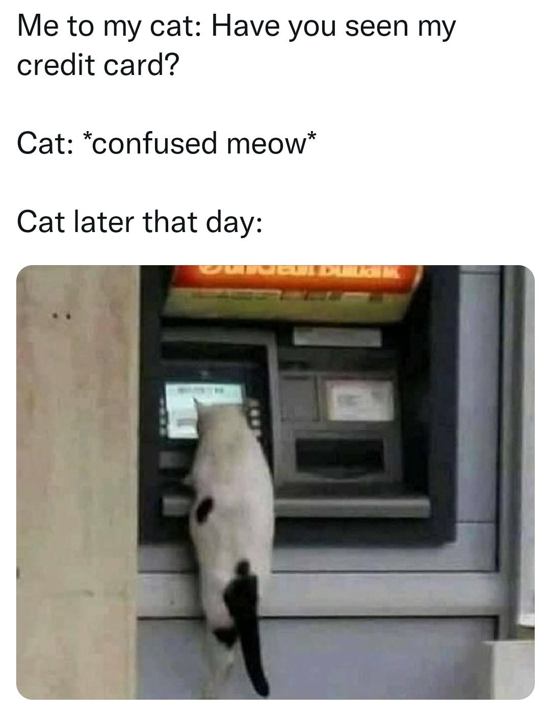 cat at the bank - Me to my cat Have you seen my credit card? Cat confused meow Cat later that day