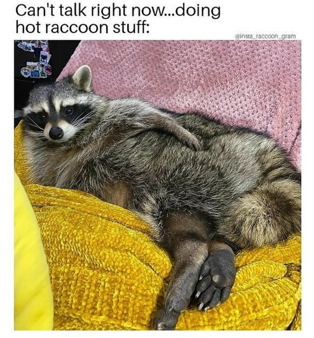 raccoon - Can't talk right now...doing hot raccoon stuff