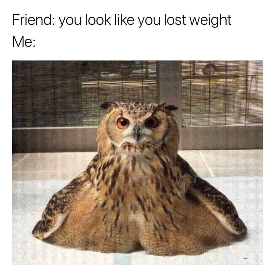 funny pics and memes - melting owl gif Friend you look you lost weight Me