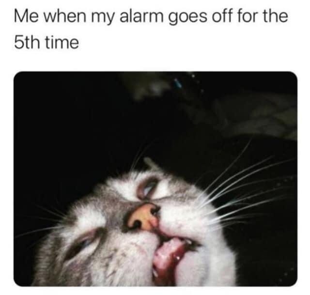 funny pics and memes - unflattering cat - Me when my alarm goes off for the 5th time