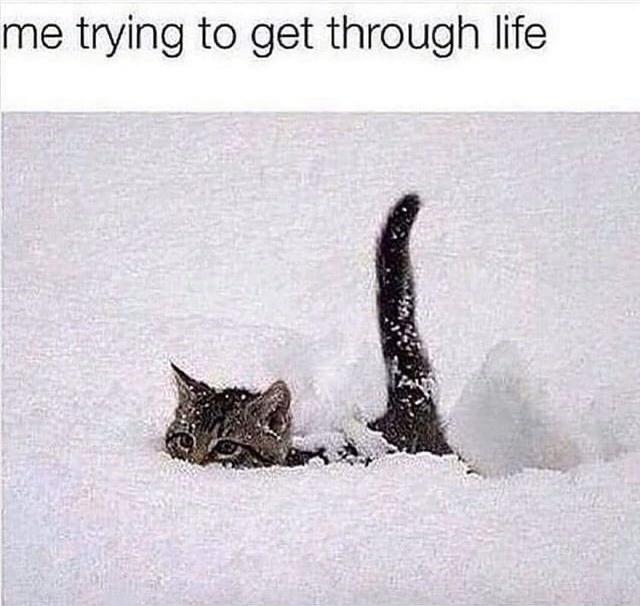 cat in snow - me trying to get through life
