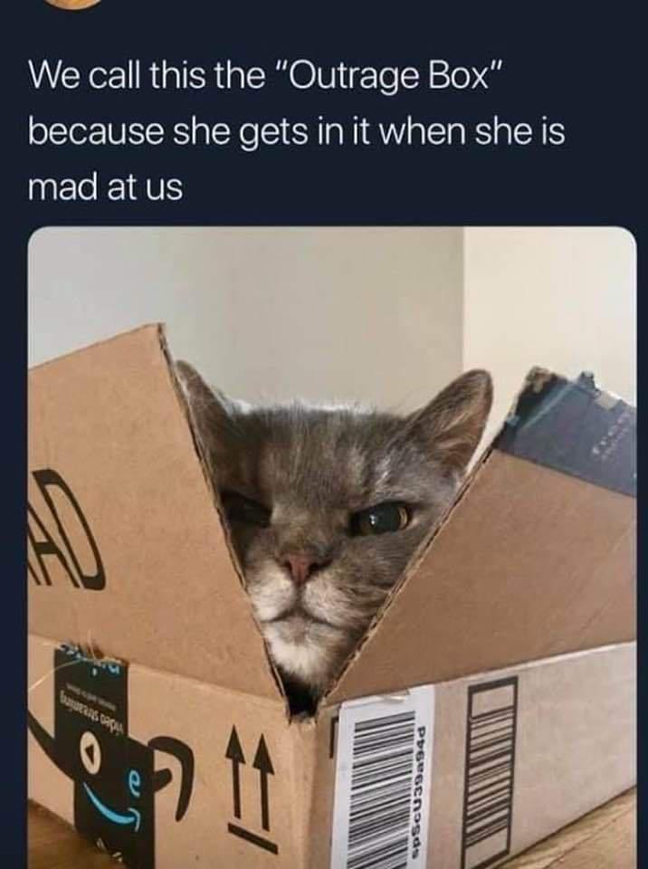 funny pics and memes - r eyebleach - We call this the "Outrage Box" because she gets in it when she is mad at us A barat.com wpSGU39a340