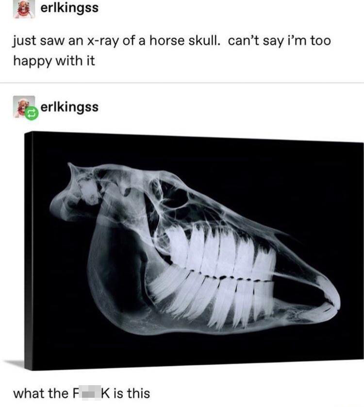 x ray of a horse skull - erlkingss just saw an xray of a horse skull. can't say i'm too happy with it erlkingss what the F Kis this