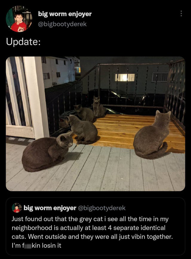funny tweets - big worm enjoyer cat - big worm enjoyer Update big worm enjoyer Just found out that the grey cat i see all the time in my neighborhood is actually at least 4 separate identical cats. Went outside and they were all just vibin together. I'mf 