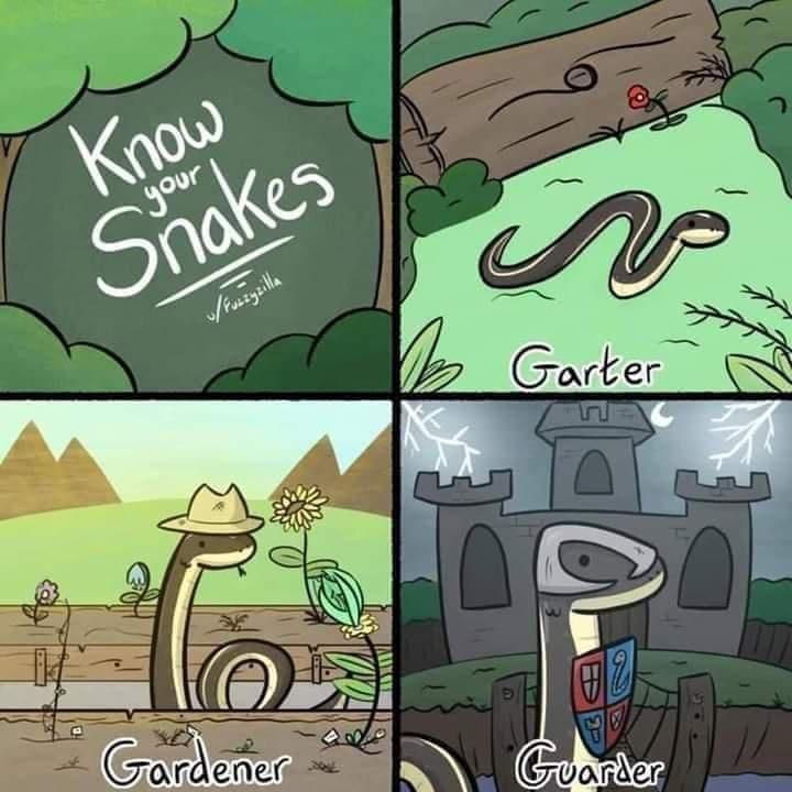 snake comic reddit - Know Snakes your Fuzzycilla Garter T 72 Gardener Guarder