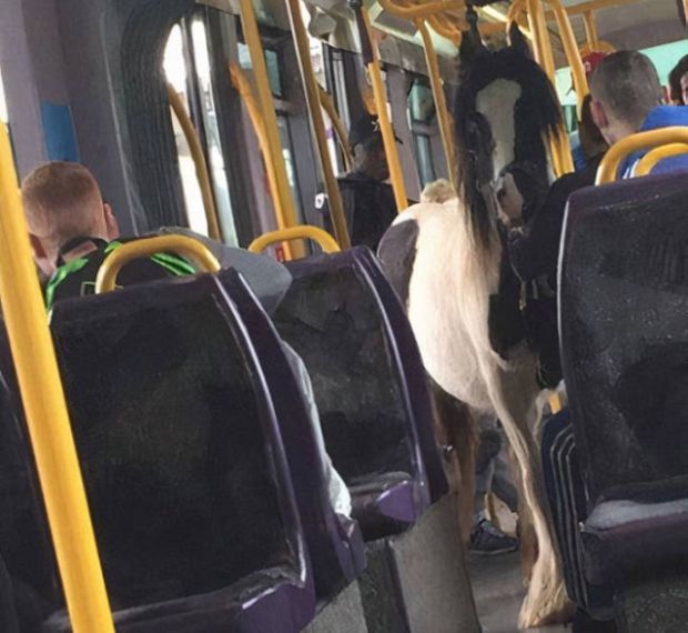 strangest subway - horse on luas in dublin