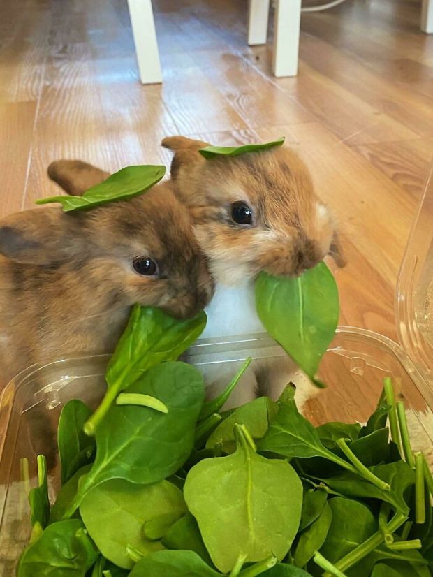 funny memes - rabbits with spinach hats