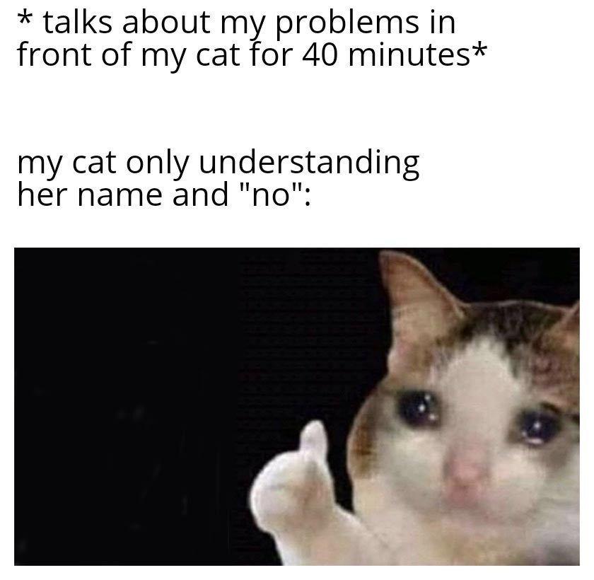 funny memes - i m trying my best cat meme - talks about my problems in front of my cat for 40 minutes my cat only understanding her name and "no"