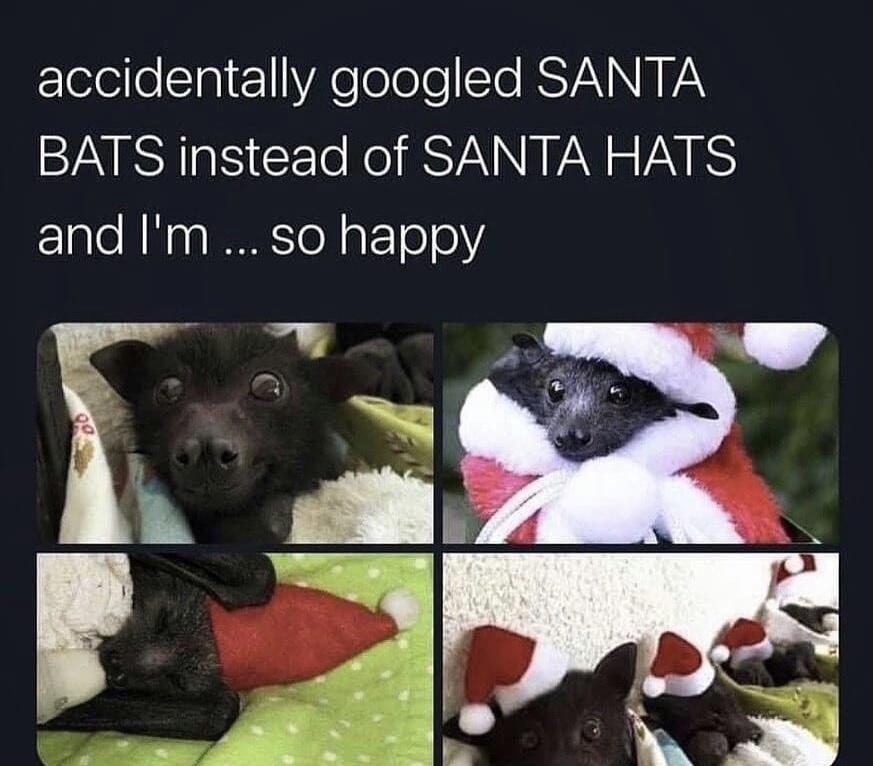 accidentally googled santa bats - accidentally googled Santa Bats instead of Santa Hats and I'm ... so happy 00