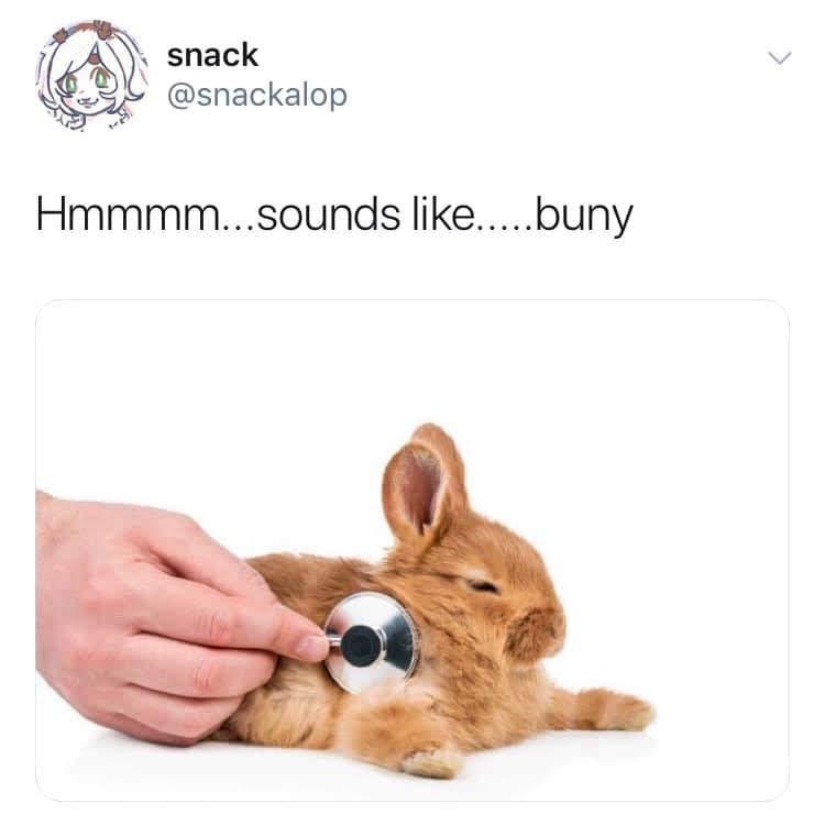stethoscope bunny - snack Hmmmm...sounds .....buny