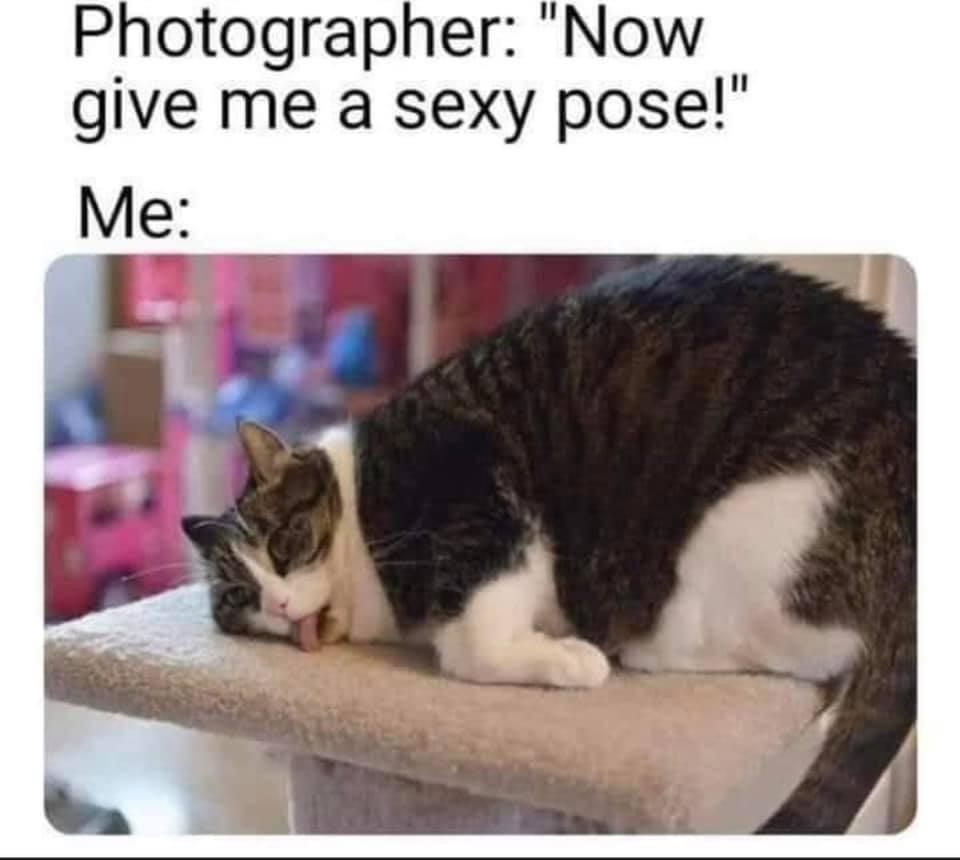 catnip meme - Photographer "Now give me a sexy pose!" Me