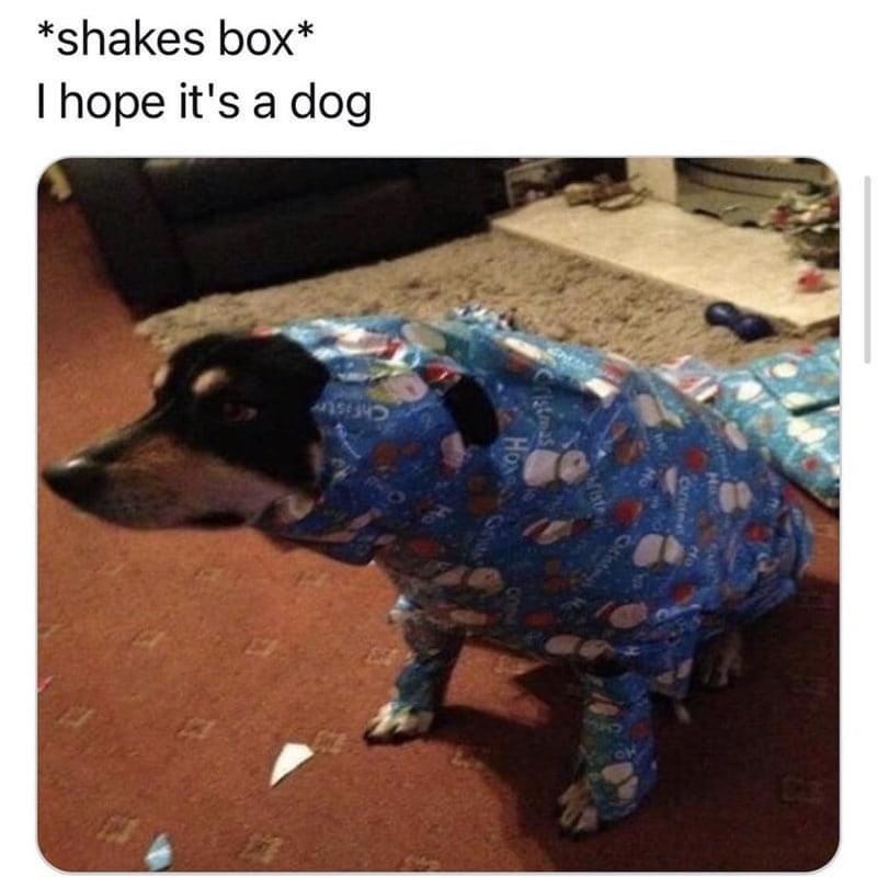 hope it's a dog meme - shakes box I hope it's a dog Hox Wrist pa
