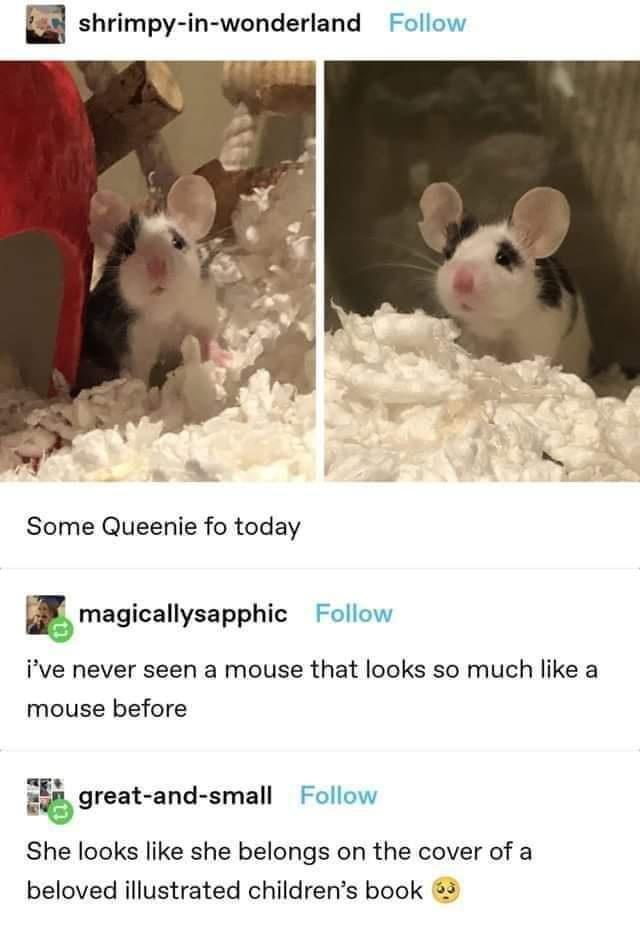 ve never seen a mouse that looks so much like a mouse before - shrimpyinwonderland Some Queenie fo today magicallysapphic i've never seen a mouse that looks so much a mouse before greatandsmall She looks she belongs on the cover of a beloved illustrated c