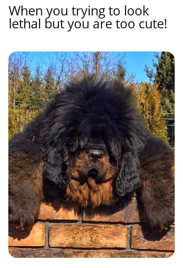 monday morning randomness - tibetan mastiff cost - When you trying to look lethal but you are too cute!