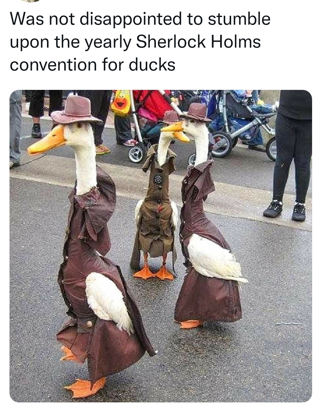 monday morning randomness - ducks wearing trench coats - Was not disappointed to stumble upon the yearly Sherlock Holms convention for ducks