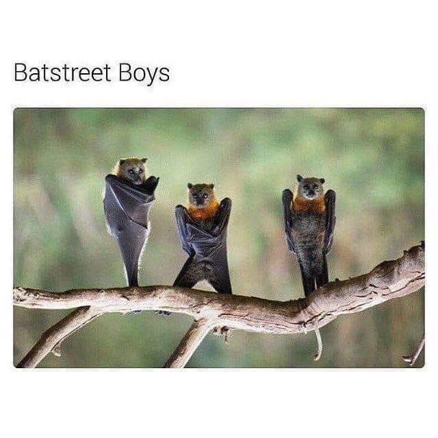 monday morning randomness - bats hanging upside down meme