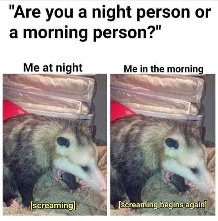 monday morning randomness - funny possum - "Are you a night person or a morning person?" Me at night Me in the morning screaming screaming begins again