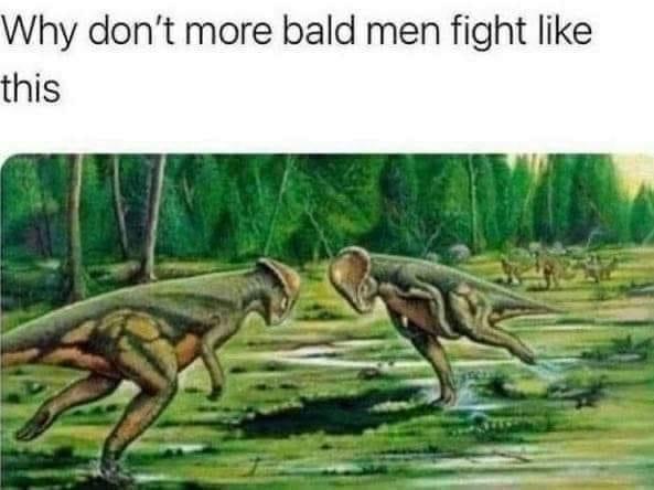 dank memes - funny memes - pachycephalosaurus fighting - Why don't more bald men fight this
