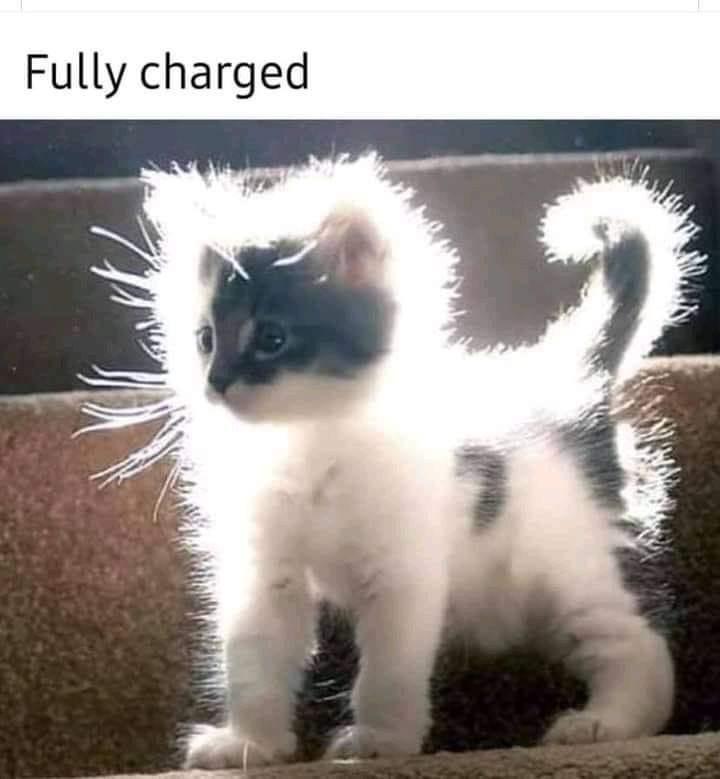 dank memes - funny memes - cat going super saiyan - Fully charged