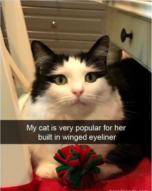 dank memes - funny memes - funny cat - My cat is very popular for her built in winged eyeliner