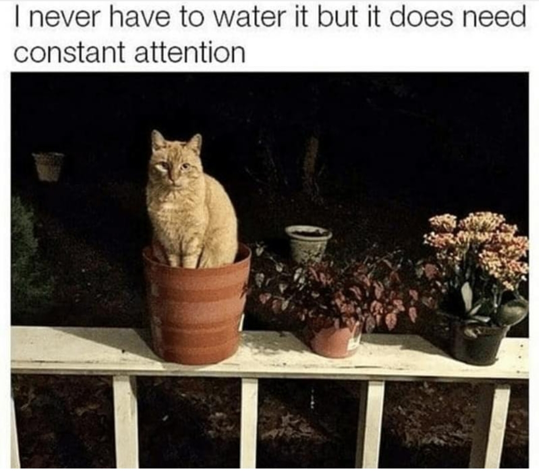 dank memes - funny memes - I never have to water it but it does need constant attention