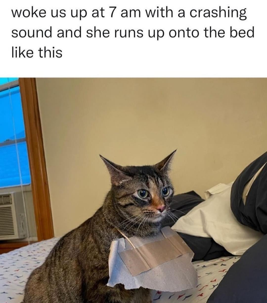 dank memes - funny memes - cat - woke us up at 7 am with a crashing sound and she runs up onto the bed this