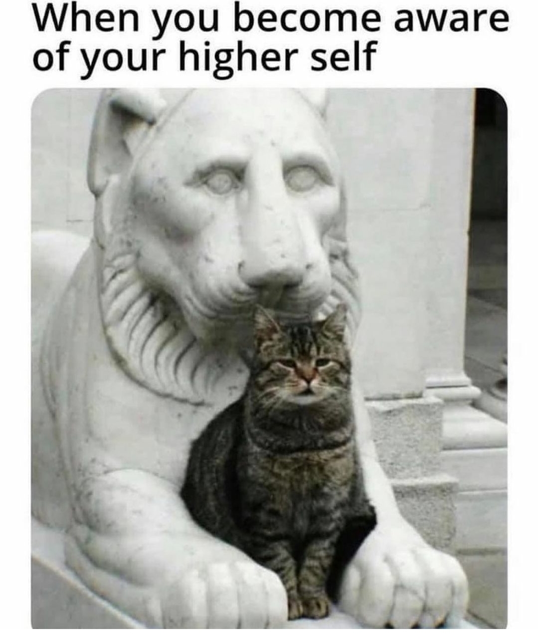 dank memes - funny memes - cats sitting on statues - When you become aware of your higher self