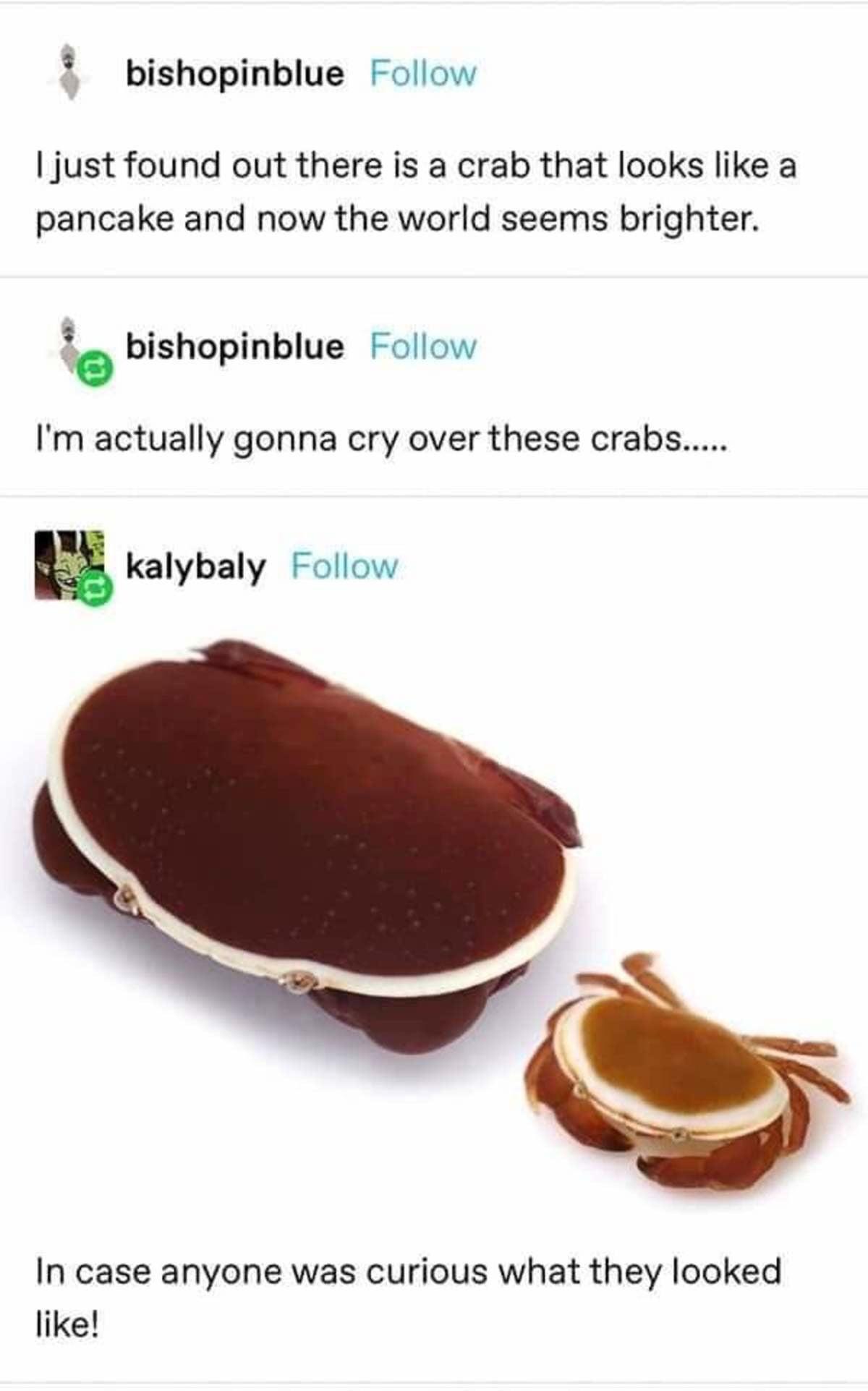 dank memes - funny memes - pancake crab - bishopinblue I just found out there is a crab that looks a pancake and now the world seems brighter. bishopinblue I'm actually gonna cry over these crabs..... kalybaly In case anyone was curious what they looked !