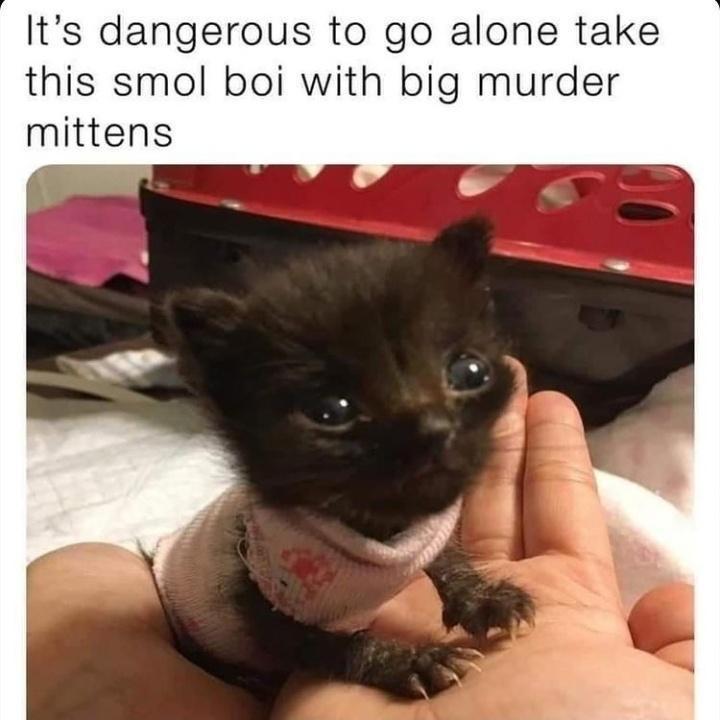 cats with big heads and small bodies - It's dangerous to go alone take this smol boi with big murder mittens