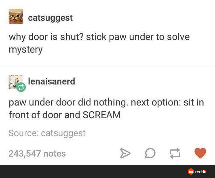 document - catsuggest why door is shut? stick paw under to solve mystery lenaisanerd paw under door did nothing. next option sit in front of door and Scream Source catsuggest 243,547 notes A reddit
