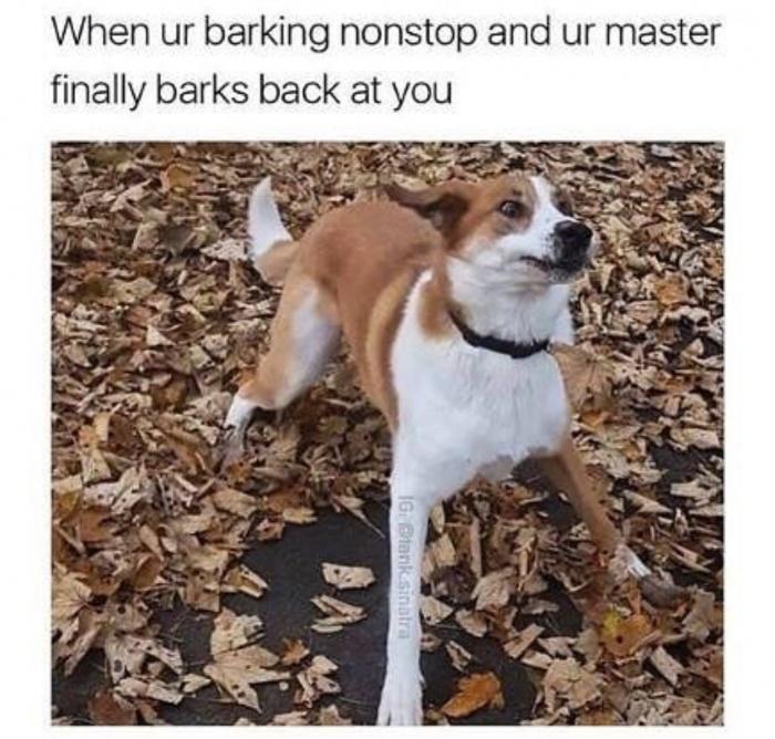 barks back meme - When ur barking nonstop and ur master finally barks back at you 16. Bank sinatra