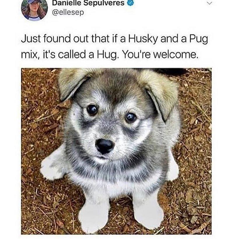 funny tweets and memes - husky and pug mix - Danielle Sepulveres Just found out that if a Husky and a Pug mix, it's called a Hug. You're welcome.