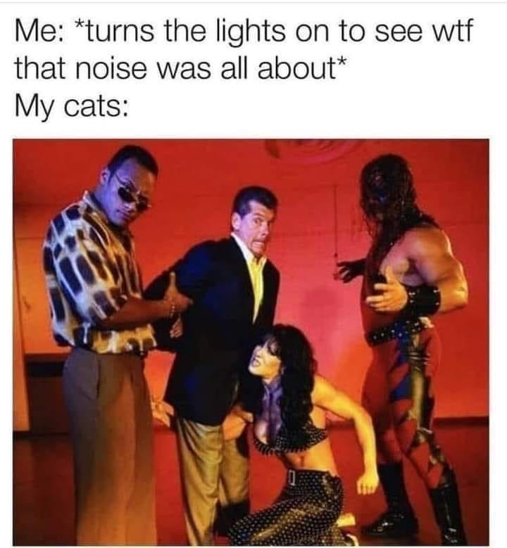 funny memes - fresh memes - vince mcmahon chyna - Me turns the lights on to see wtf that noise was all about My cats