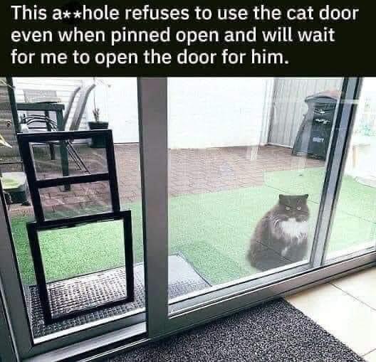 funny memes - fresh memes - Pet door - This ahole refuses to use the cat door even when pinned open and will wait for me to open the door for him.