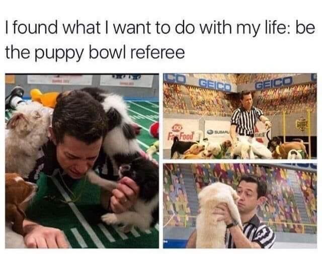 funny memes - fresh memes - Puppy Bowl Referee - I found what I want to do with my life be the puppy bowl referee Geico Geico Susah Fan Food Bet