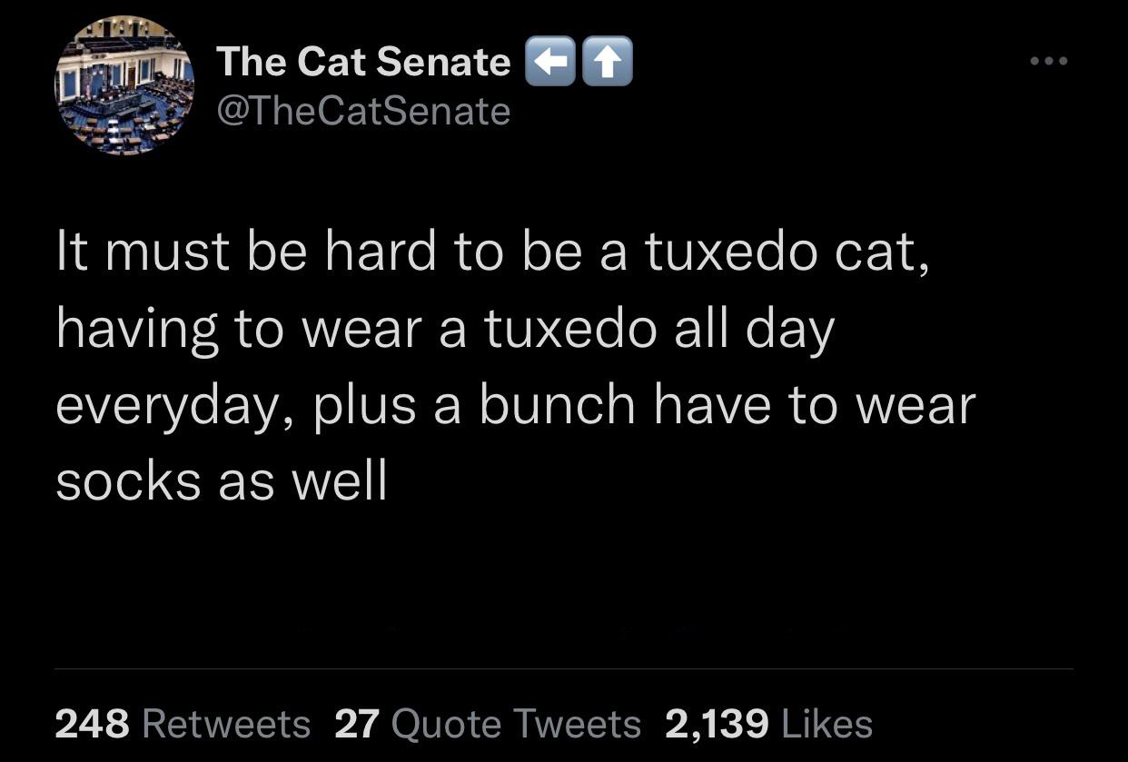 funny tweets -- mitski tweets - 1 Lui The Cat Senate It must be hard to be a tuxedo cat, having to wear a tuxedo all day everyday, plus a bunch have to wear socks as well 248 27 Quote Tweets 2,139