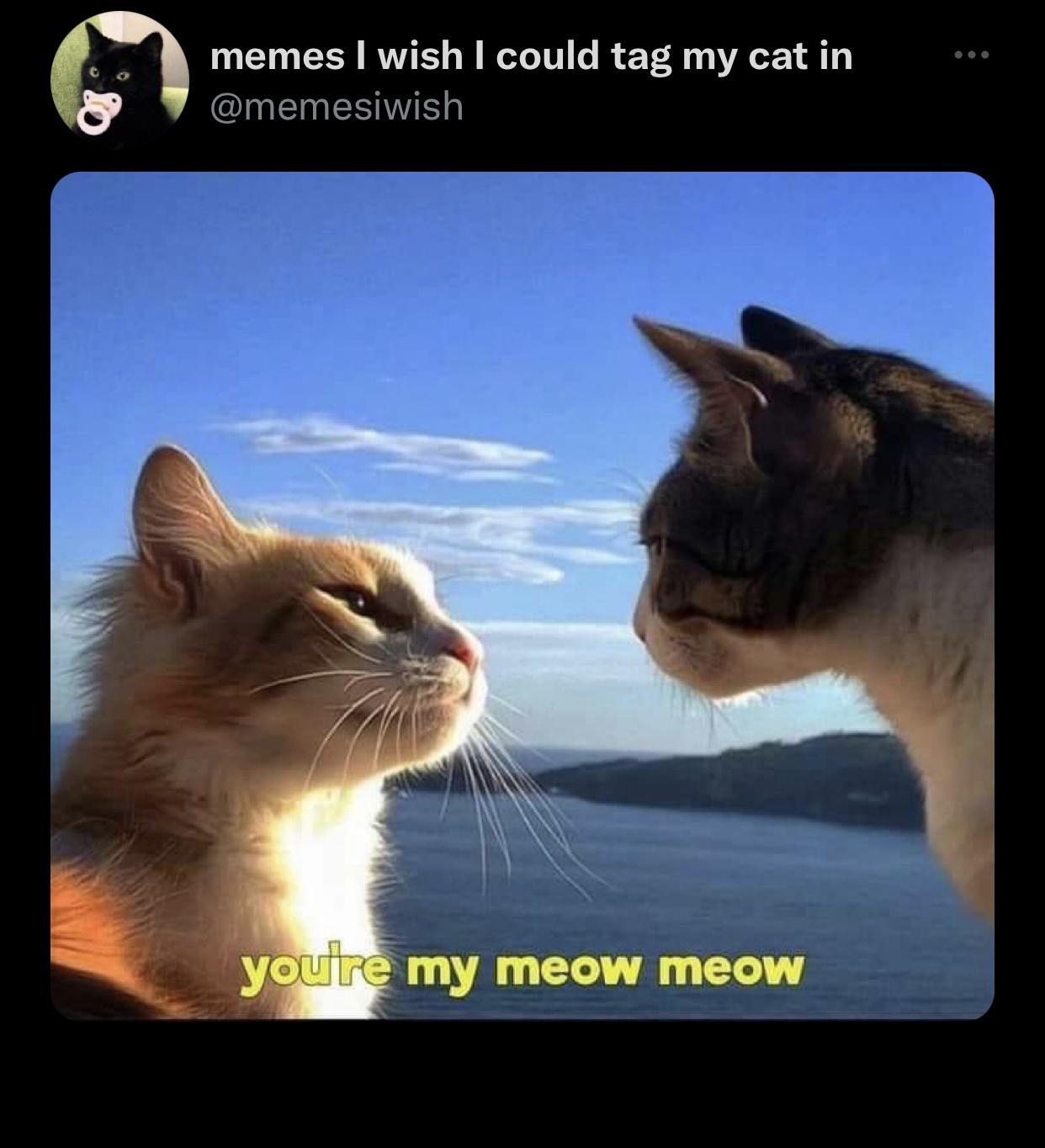 funny tweets - youre my meow meow - memes I wish I could tag my cat in youre my meow meow