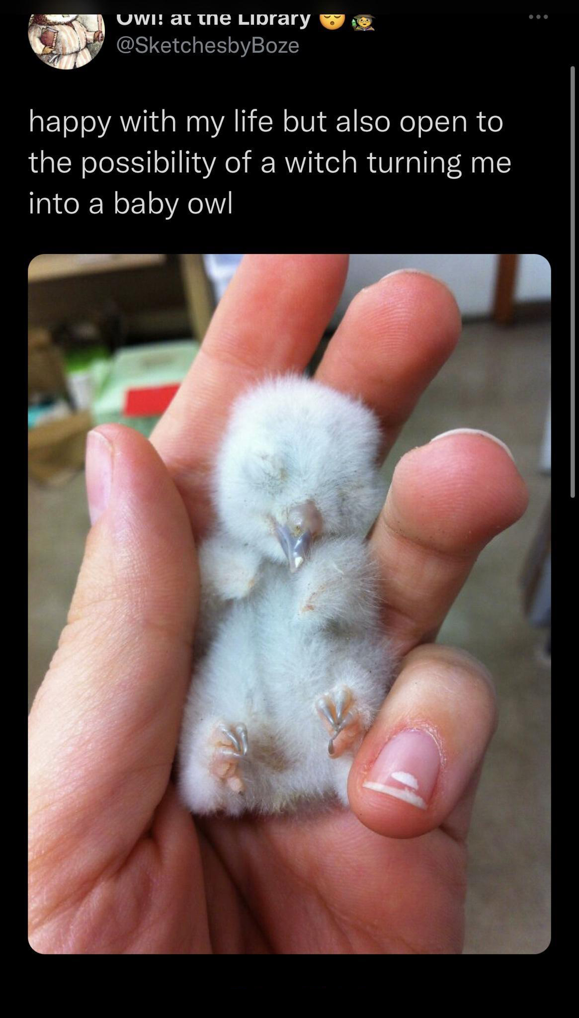 funny tweets - newborn owl - Uw at the Library happy with my life but also open to the possibility of a witch turning me into a baby owl